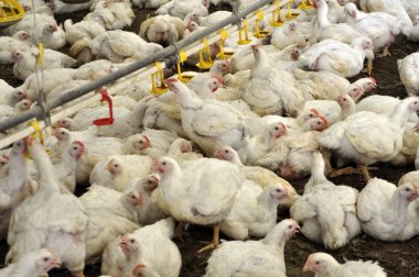 Büyüyen broiler tavuk çiftliği