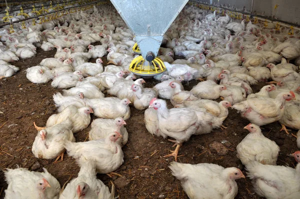 Ferme pour la culture de poulets de chair — Photo