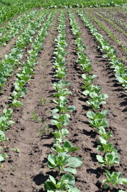 Lahana açık zeminde büyür