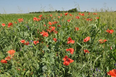 Tarlanın kenarında yetişen odaklar