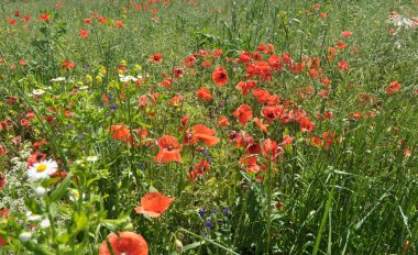 Tarlanın kenarında yetişen odaklar