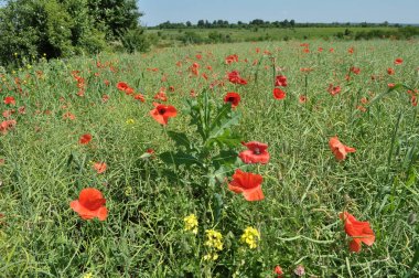 Tarlanın kenarında yetişen odaklar