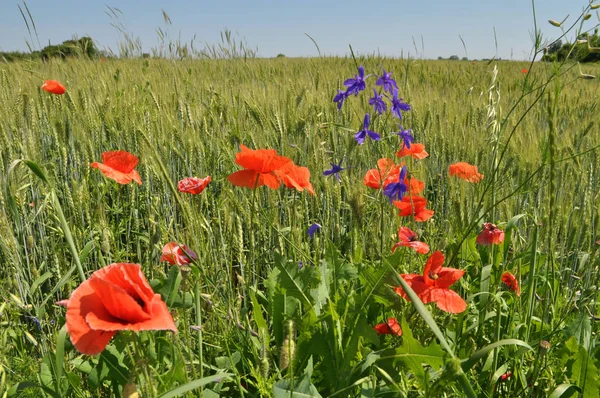 Les mauvaises herbes poussent au bord du champ — Photo