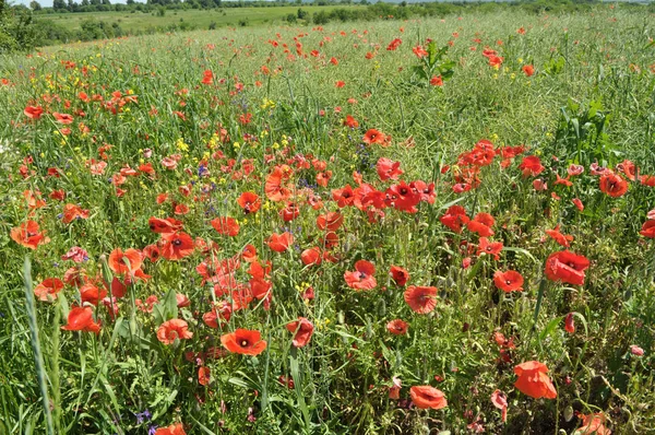 Les mauvaises herbes poussent au bord du champ — Photo