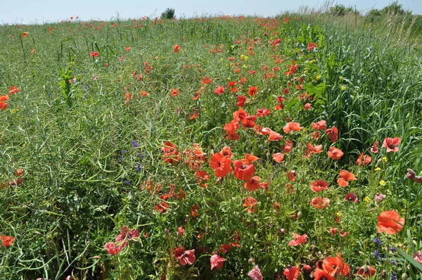 Tarlanın kenarında yetişen odaklar