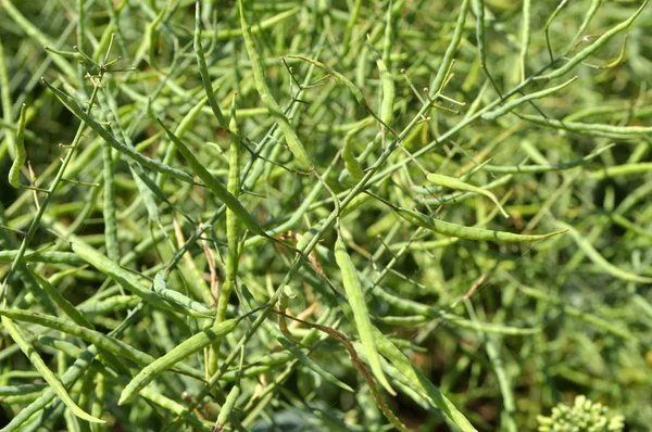 On the plant are  pods winter crops of rape — Stock Photo, Image