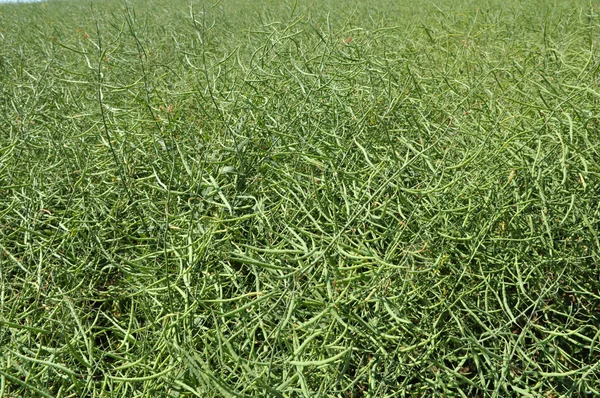 On the plant are  pods winter crops of rape — Stock Photo, Image