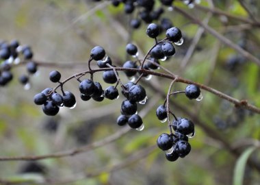 Çilek çalı Ligustrum vulgare dalında olgunlaştırmak 