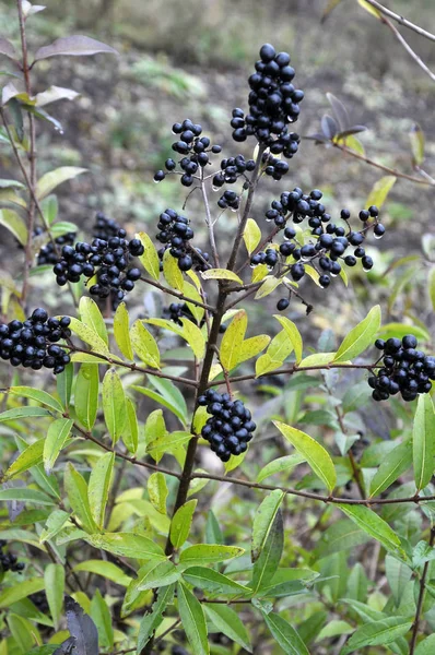 Las bayas maduran en la rama del arbusto Ligustrum vulgare —  Fotos de Stock