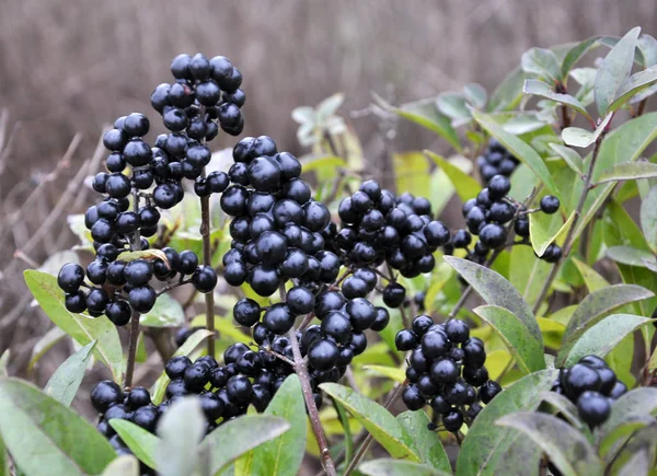 Çilek çalı Ligustrum vulgare dalında olgunlaştırmak 