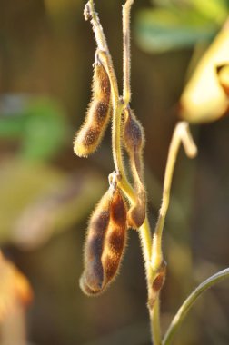 Olgun soya baklakök closeup üzerinde