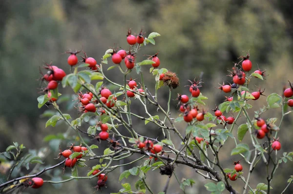 Ветвь шиповника со спелыми ягодами — стоковое фото