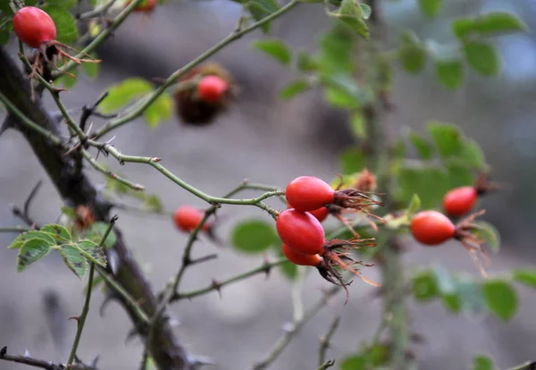 Hagebuttenzweig mit reifen Beeren — Stockfoto