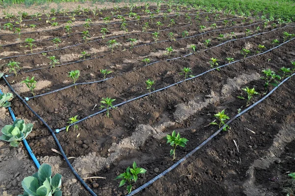 Système d'irrigation goutte à goutte lors de la culture de légumes dans le tétras ouvert — Photo