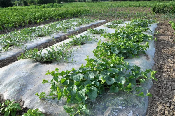 Anbau von Wassermelonen und Melonen unter der Folie im Freien — Stockfoto