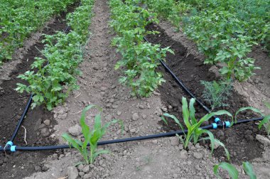 Patates büyüyen süre damla sulama