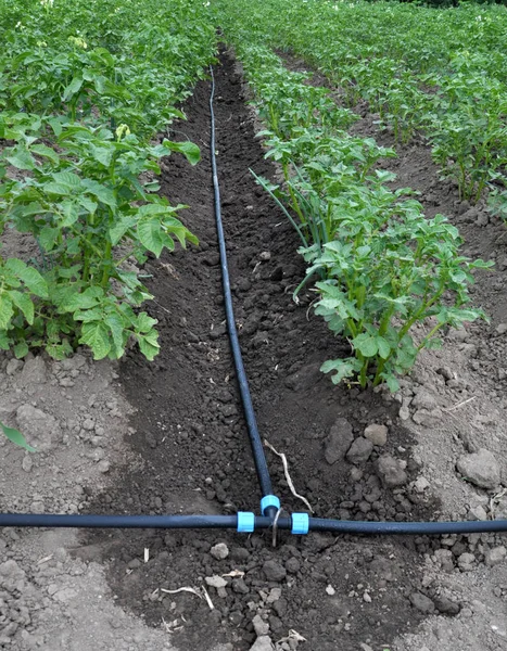 Drip irrigation while growing potatoes