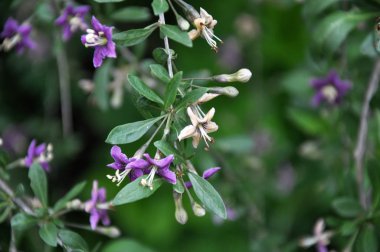 Çiçekli Likya barbarum