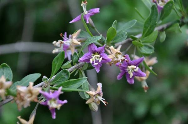 Flowering Lycium barbarum — Stock Photo, Image