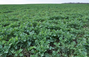 Kış tecavüz ile bahar alanı