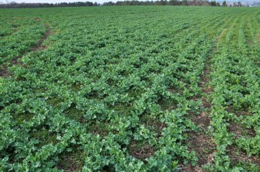 Kış tecavüz ile bahar alanı