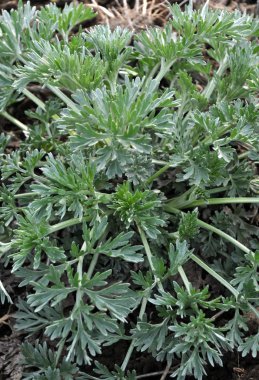 Doğada, genç pelin acı büyür