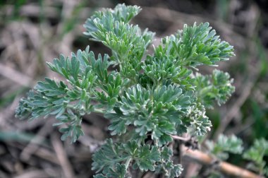 Doğada, genç pelin acı büyür