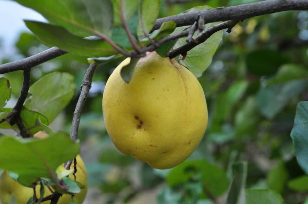 Quince madura en la rama del arbusto — Foto de Stock