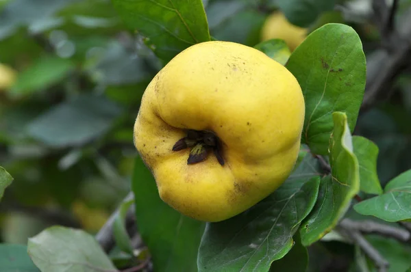 Quince se rozvlní na větvi keře — Stock fotografie