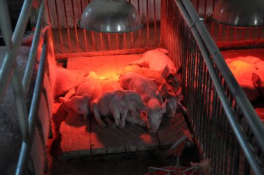 Piglets and sows in a cage with infrared heating clipart