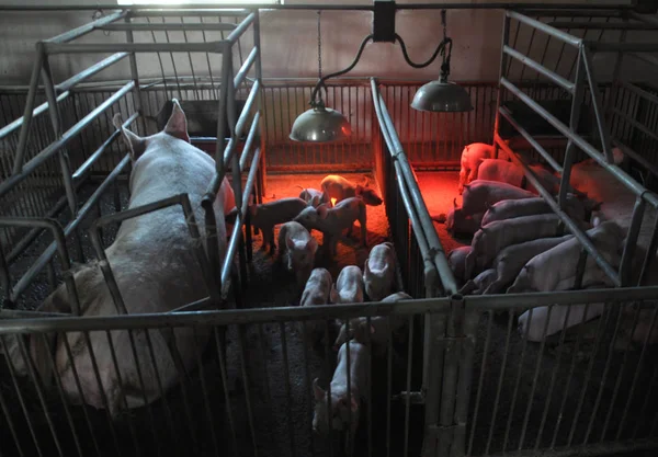 Leitões e porcas numa gaiola com aquecimento infravermelho — Fotografia de Stock