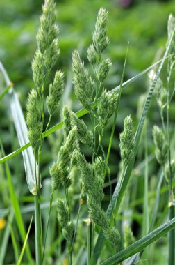 Çiçekli Dactylis glomerata