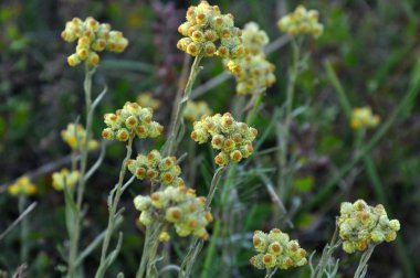 Vahşi, çiçek immortelle (Helichrysum arenarium)
