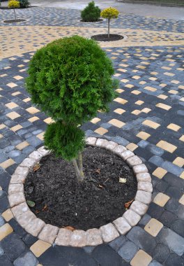 Bahçe, park, meydan, rekreasyon ar peyzaj tasarımı