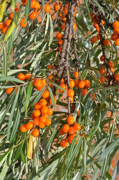 Branch of sea buckthorn with ripe berries — Stock Photo, Image