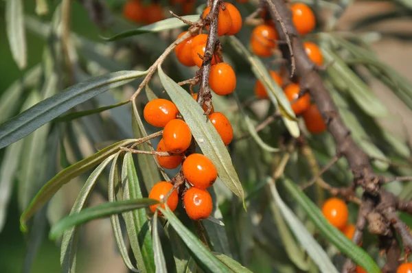 Branch of sea buckthorn with ripe berries — Stock Photo, Image