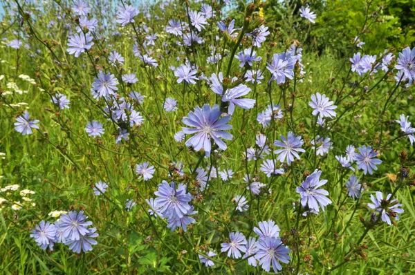 Bloesem cichorei (Cichorium intybus) — Stockfoto