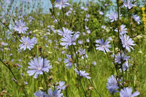 Çiçeği hindiba (Cichorium intybus)