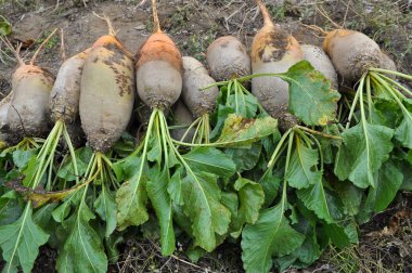 Yığının üzerindeki tarlada yem pancarları var.