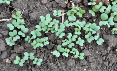 Organik gübre olarak yetişen hardal filizleri.