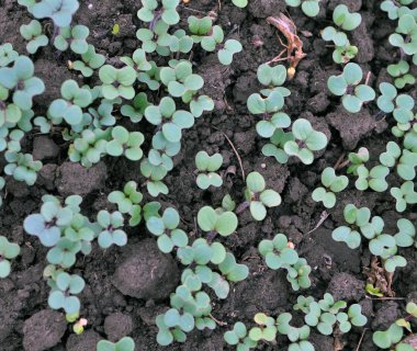 Organik gübre olarak yetişen hardal filizleri.