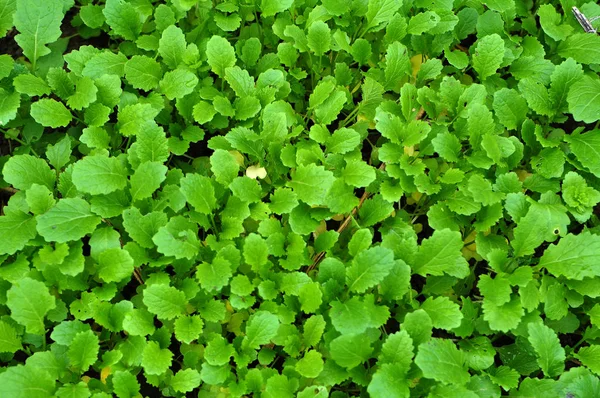 Mustard sprouts grown for organic fertilizer — Stock Photo, Image