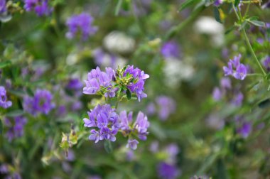 Çiçek açan yonca alandır