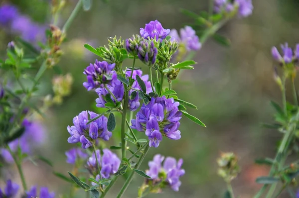 Fältet är blommande alfalfa — Stockfoto