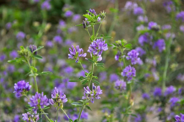 The field is blooming alfalfa — Stock Photo, Image