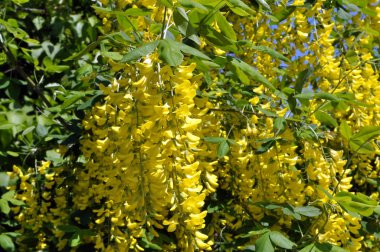 Akasya çiçeği sarıdır (Caragana arborescens)
