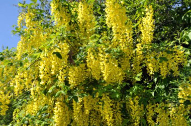 Akasya çiçeği sarıdır (Caragana arborescens)