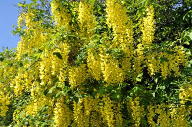 Acacia blossom is yellow (Caragana arborescens) clipart