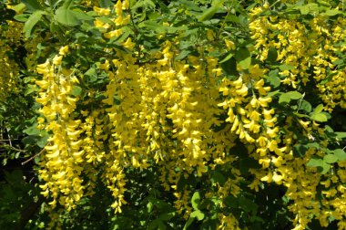 Akasya çiçeği sarıdır (Caragana arborescens)
