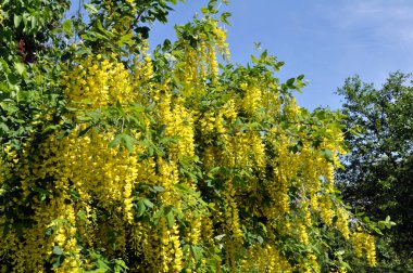 Akasya çiçeği sarıdır (Caragana arborescens)